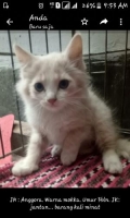 Anggora jantan umur 3bulan warna mokka