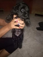 2 ekor anak anjing poodle jantan betina non stb