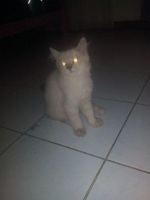 Kucing persia medium lucu lincah