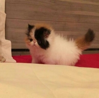 Kitten persia peaknose longhair calico betina usia 2,5bulan