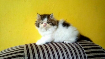 Ready adopt persia peaknose umur 2,5bln