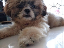 anjing shihtzu 4bulan