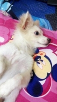 Anjing Pomeranian mix Tekel(Umur 1 tahun)