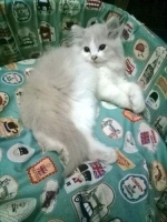 Kucing persia addopt