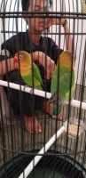 Love bird mantap berprestasi