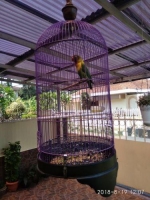 Burung Lovebird Josan dengan 100 lebih piala master of the master