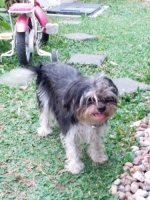 2 ekor anjing shih tzu