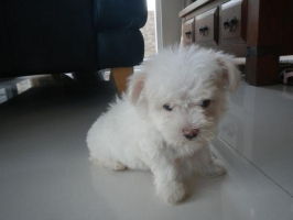 anak anjing maltese x australian terier usia 6 minggu!