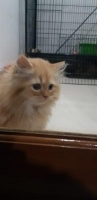 Kitten Persia Umur 4 bulan