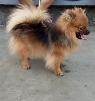 Anjing minipom sehat, stambum & vaksin