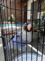 Lovebird Violet Personata (kepala pakai helm hitam)