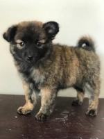murah anak anjing lucu dan super sehat, sudah vaksin + obat cacing