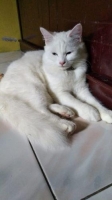 kucing betina umur 4 bulan, kucing anggora campuran
