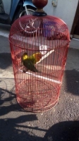 Burung love bird presisi sepasang sehat no cacat ngekek SNI