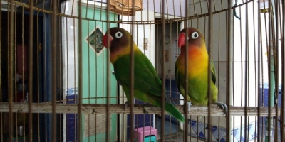 Lovebirds sepasang Josan