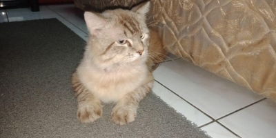 Kucing sehat gemuk gak liar