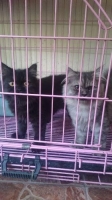 Persia Medium Jantan dan Betina