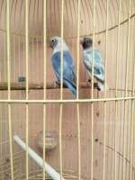 Clearpied blue (b) x pied bs bc tosca daput (j)