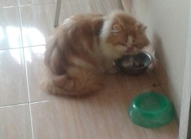 Pacak kucing persia pedigree