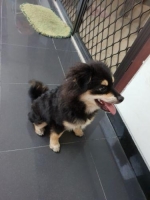 Anjing persilangan pom