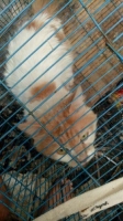 Open adopt kucing anggora