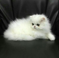 Kitten Peaknose White Solid Blue Eyes