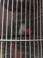 Love bird+kandang+krodong