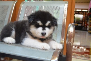 Betina, stambum, 2 bulan
