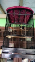 Burung Kacer dan JSJ fullset edisi bosan pingin barter atau dimahar