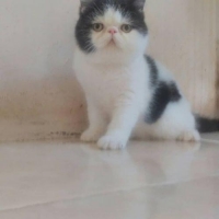 Kitten Exotic peaknose jantan