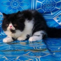 Kitten persia peaknose longhiar jantan
