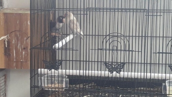 Jodoan lovebird full set
