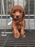 4 ekor Red Toy Poodle Menggemaskanl. Stambum, Vaksin, Obat Cacing