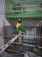 Lovebird dakori,indukan dakori sama violet pekat good quality