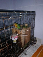 Lovebird Josan Sepasang Jodoh Udah Masuk Glodok