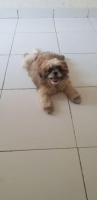 anjing shihtzu 4bln lbh