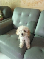 1 ekor toy poodle murah