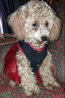 Anjing poodle stambum & vaksin lengkap !