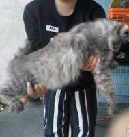 Kucing Persian Medium Jantan sdh vaksin