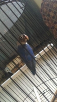 Lovebird Violet 5 Bulan