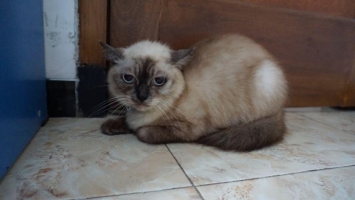 Kucing Siam Betina, sehat, cantik.