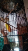 Burung lovebird lutino mata merah