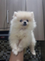 supermini pom jantan