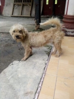 Anjing shin tzu betina non stambun