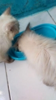 Anakan kucing anggora, imoet dan pintar. Warna bulu himalaya