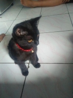 Kucing anggora 4bulan
