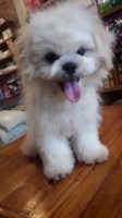 Anjing Shih Tzu & vaksin lengkap!