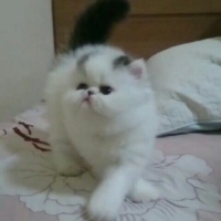 Kucing peaknose exotic shorthair