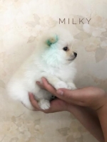 Anakan Spesial Super Mini Pomeranian Berkualitas ( Stambum , Vaksin , Obat cacing , Vitamin Rutin )