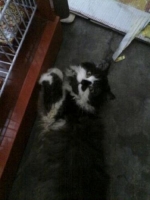 Kucing Persia Flatnose black white jantan.